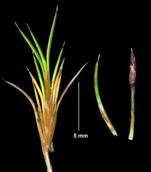 Gaimardia setacea, a shoot and leaf showing acicular  hyaline leaf-tips and a spike wtih three alternate bracts - the lower two bracts each subtend a single flower.
 Image: K.A. Ford © Landcare Research 2014 
